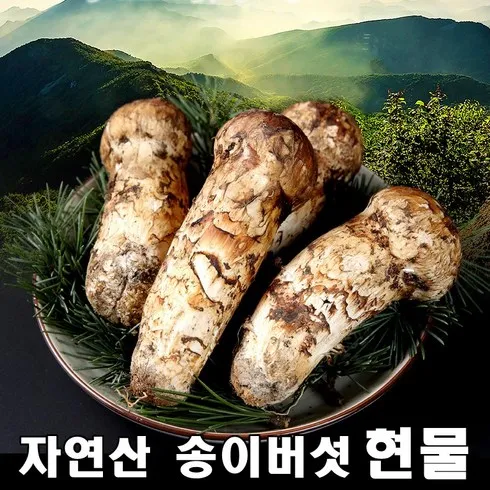 백화점에서 난리난 자연산송이 리뷰