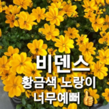 이게 가성비다 비덴스 추천상품